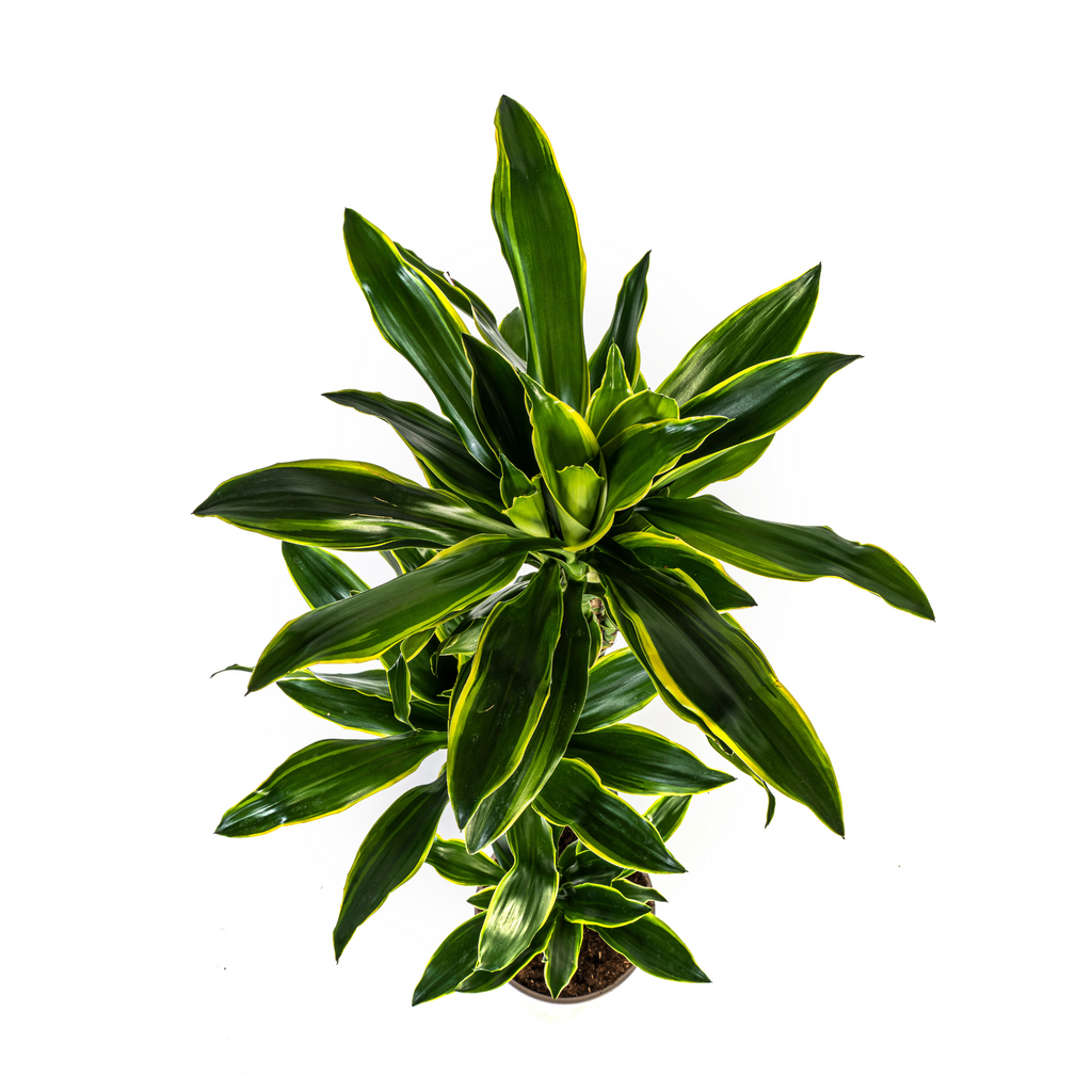 Dracaena fragrans Golden Coast (Drachenbaum) – Ø 24 cm, 130–150 cm hoch