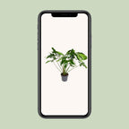 Philodendron Green Wonder – Ø 24 cm, 100 cm hoch