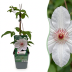 Clematis 'Miss Bateman' (grimpette) – blanc – 4 plantes, Ø9 cm, 35 cm de haut