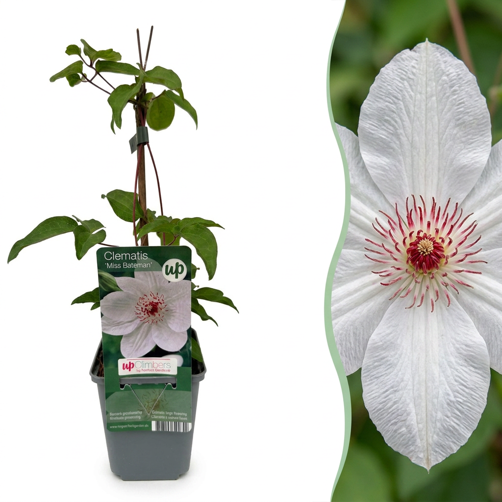 Clematis 'Miss Bateman' (bosrank) – wit – 4 planten, Ø9 cm, 35 cm hoog
