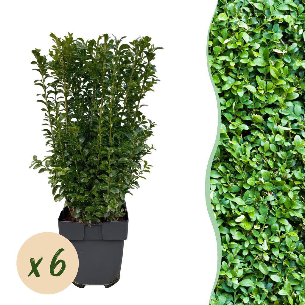 Buxus sempervirens – 6 planter, Ø17 cm, 45 cm høje