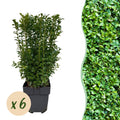 Buxus sempervirens – 6 planter, Ø17 cm, 45 cm høje
