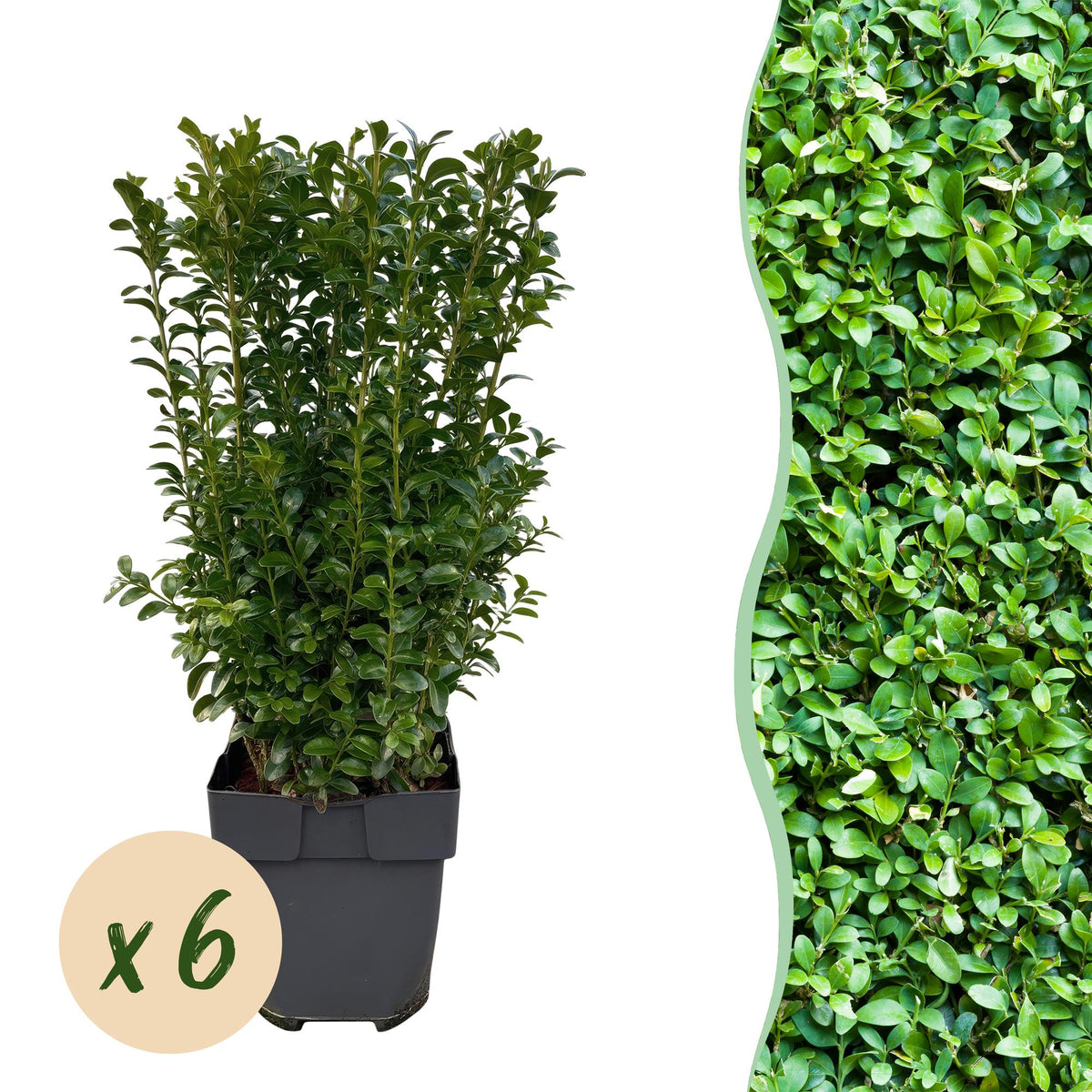 Buxus sempervirens – 6 Pflanzen, Ø 17 cm, 45 cm hoch