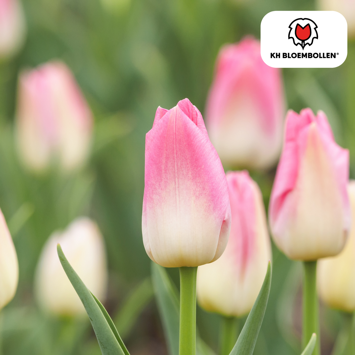 Tulipe 'Dynasty' – 20 bulbes (calibre 11/12)