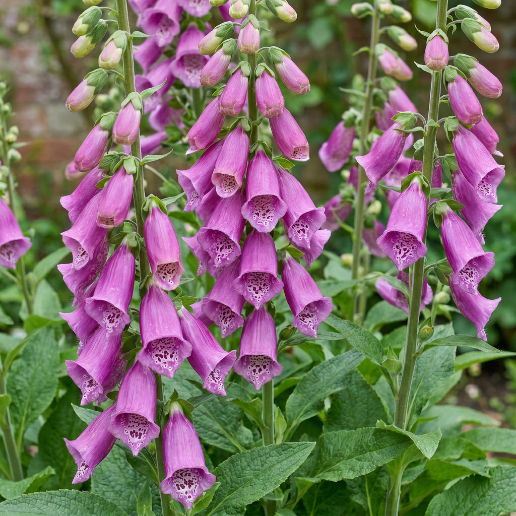 Digitalis purp. 'Dalmatian Purple' (Fingerhut) – lila – Ø11 cm, 15–25 cm hoch – Bild 5