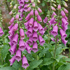 Digitalis purp. 'Dalmatian Purple' (Fingerhut) – lila – Ø11 cm, 15–25 cm hoch