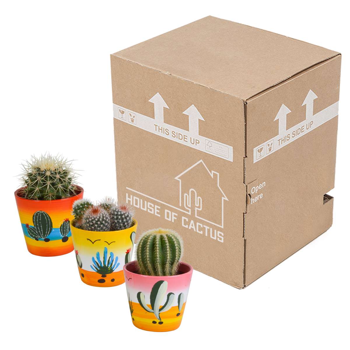 3× Koglekaktus mix (Cactaceae) – Ø9 cm, 16 cm høj