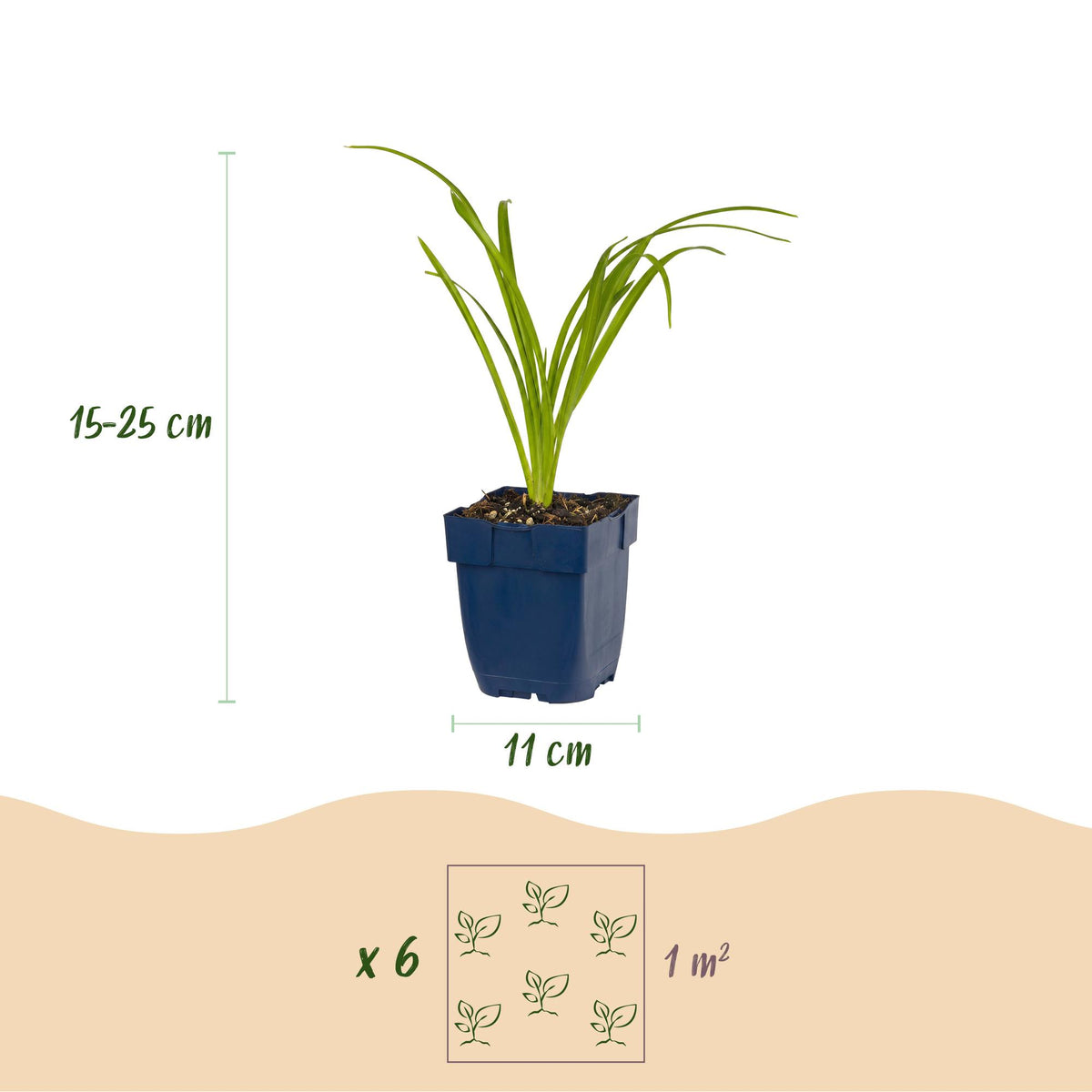 Hemerocallis 'Tricolour' (daglelie) – crème-geel-rood – 24 planten, Ø11 cm, 15–25 cm hoog