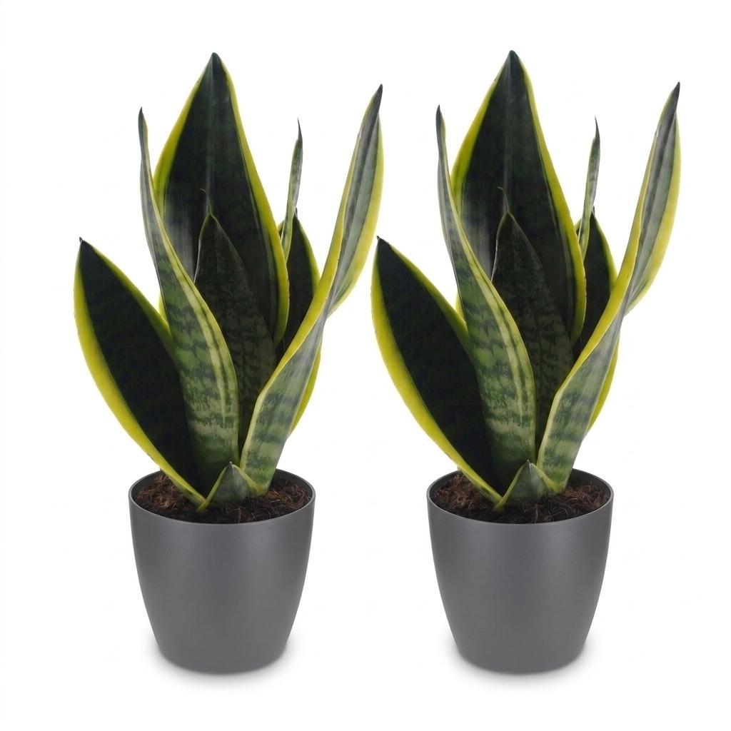 2× Sansevieria Future Superb (langue de belle-mère) en pot décoratif Potter gris – Ø12 cm, 35 cm de haut