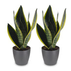 2× Sansevieria Future Superb (langue de belle-mère) en pot décoratif Potter gris – Ø12 cm, 35 cm de haut