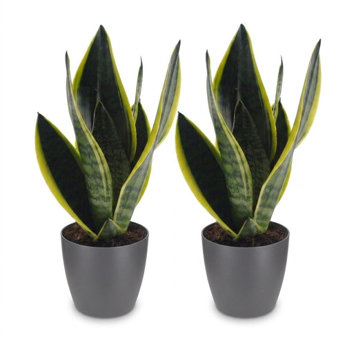 2× Sansevieria Future Superb (Bogenhanf) im grauen Übertopf von Potter – Ø 12 cm, 35 cm hoch