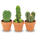 3× Mini Cactus Mix (Cactaceae) – Ø8 cm, 5–10 cm hoog