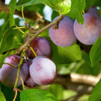 Prunus domestica 'Opal' (plommonträd) – Ø21 cm, 90 cm högt