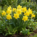 Narcis 'Carlton' – 30 bloembollen (bolmaat 12/14)