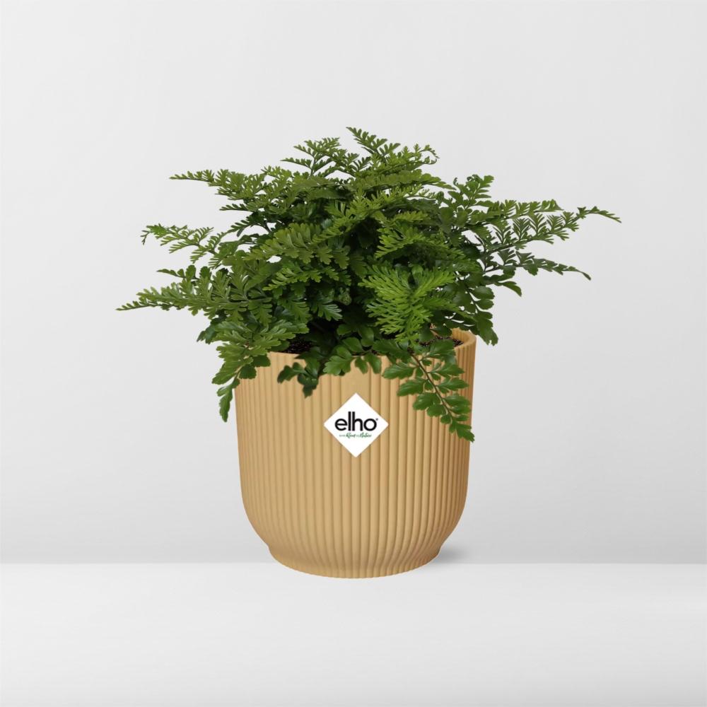 Asplenium Parvati in ELHO Vibes Fold 14cm geel (vogelnestvaren) – 25 cm hoog