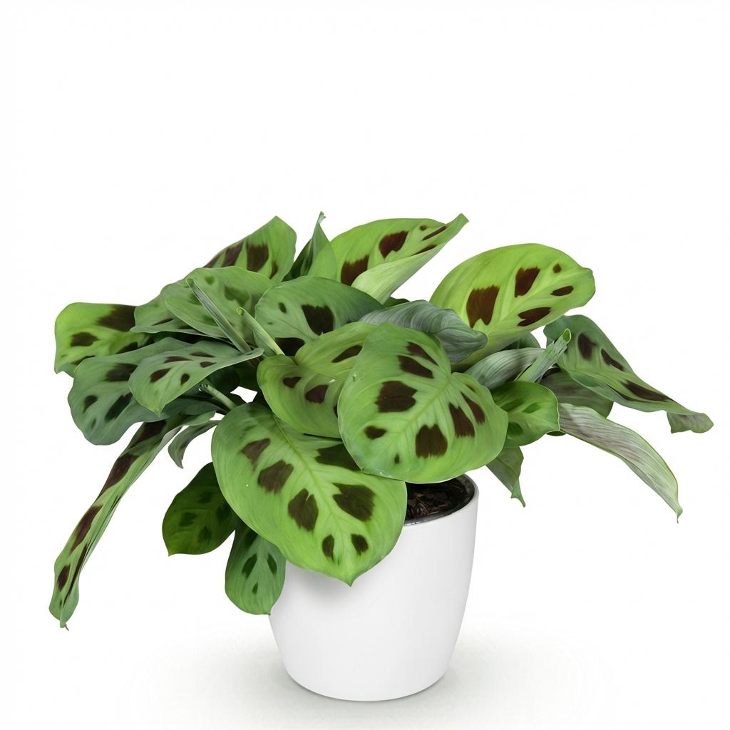 Maranta Fascinator Kerchoveana (plante prieuse) en pot décoratif blanc – Ø12 cm, 25 cm de haut