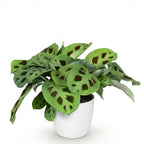 Maranta Fascinator Kerchoveana (plante prieuse) en pot décoratif blanc – Ø12 cm, 25 cm de haut