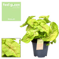 Syngonium Golden Feel Green – Ø14 cm, 30 cm hoog