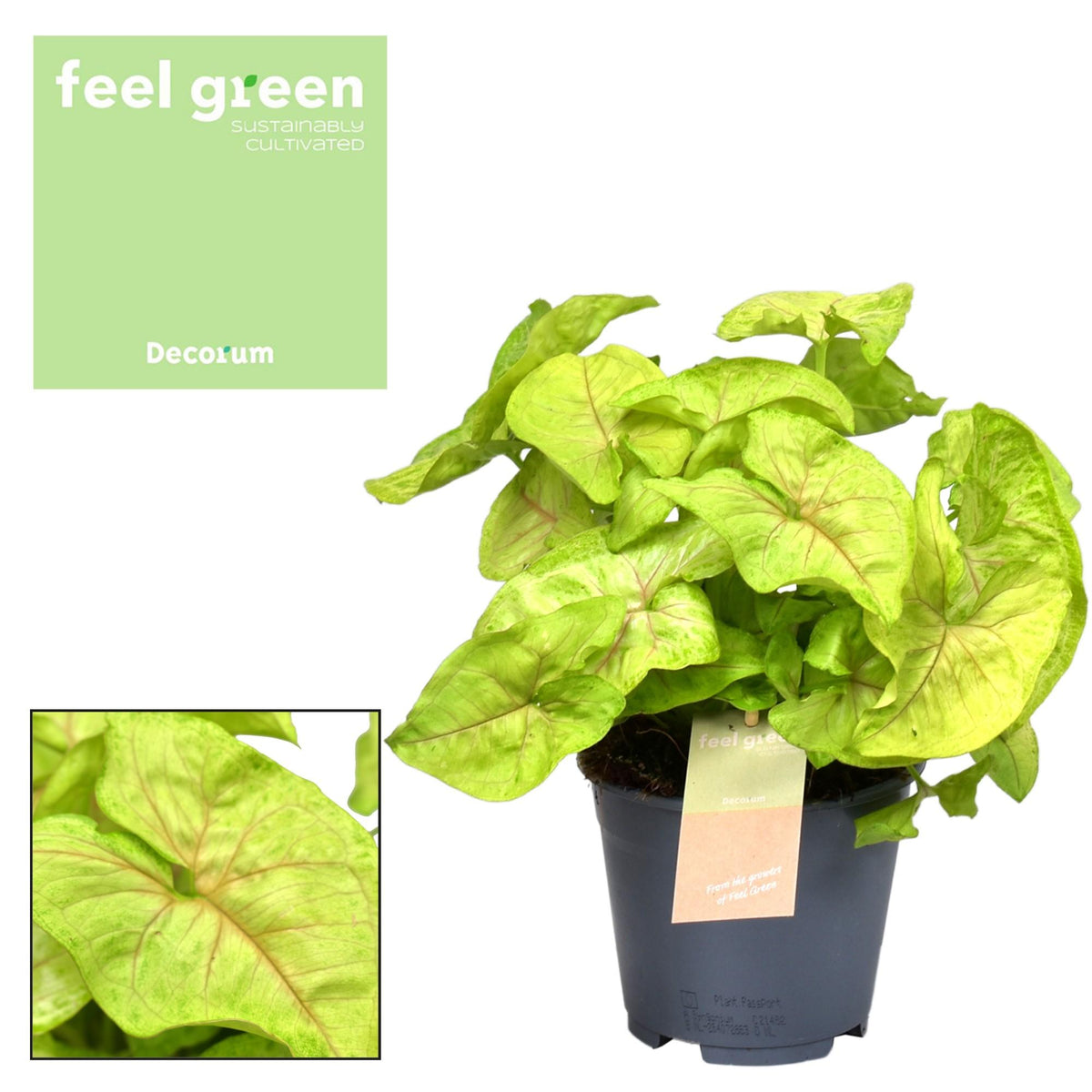 Syngonium Golden Feel Green – Ø14 cm, 30 cm hoog