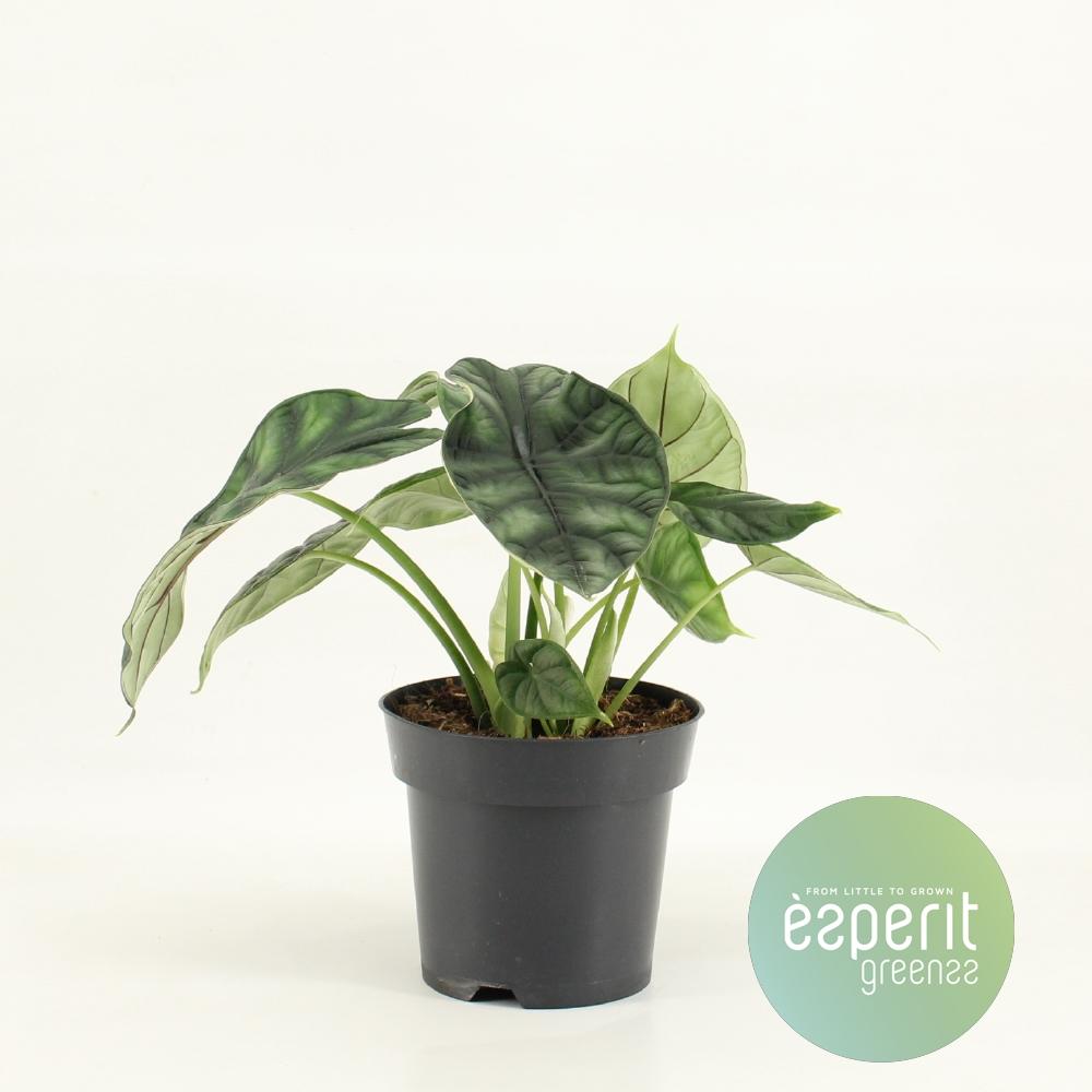 Alocasia Dragon Scale (oreille d’éléphant) – Ø14 cm, 25 cm de haut