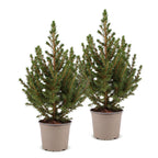 2× Picea glauca Conica (kerstboompje) – Ø13 cm, 45 cm hoog