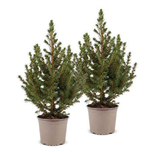 2× Picea glauca Conica (kerstboompje) – Ø13 cm, 45 cm hoog