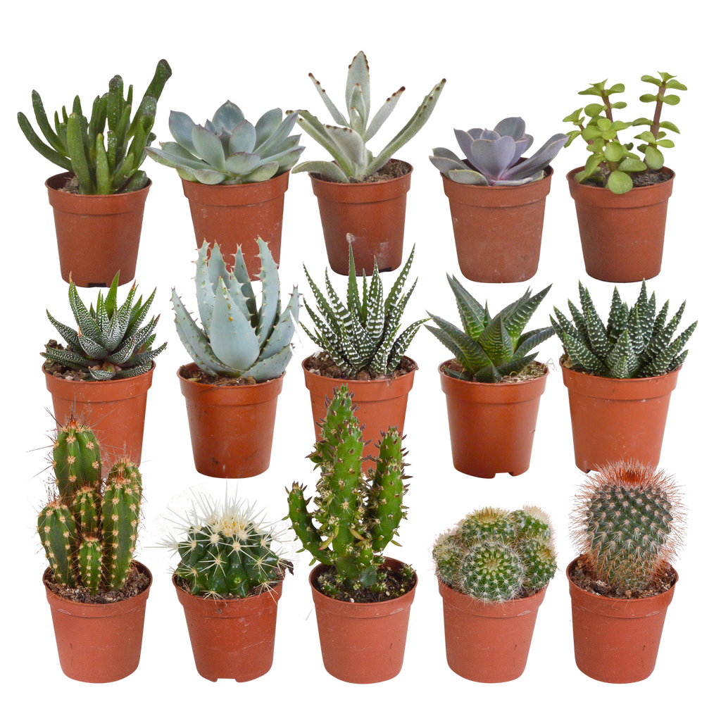15× Mélange de cactus et plantes grasses (Cactaceae) sans pot décoratif – Ø6 cm, 13 cm de haut