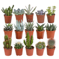 15× Mélange de cactus et plantes grasses (Cactaceae) sans pot décoratif – Ø6 cm, 13 cm de haut