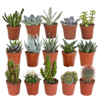 15× Mélange de cactus et plantes grasses (Cactaceae) sans pot décoratif – Ø6 cm, 13 cm de haut