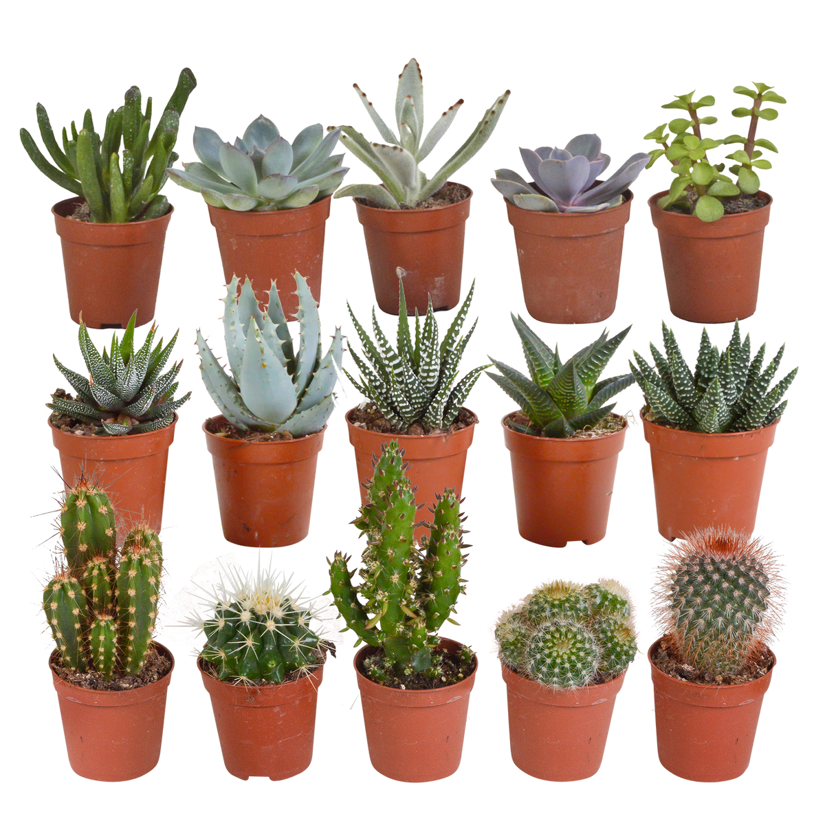 15× Kaktus- og sukkulentblanding (Cactaceae) uden urtepotte – Ø6 cm, 13 cm høj