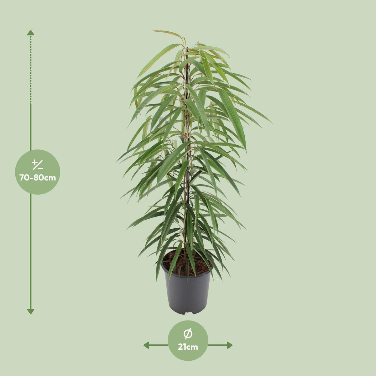 Ficus Binnendijkii Alii – Ø21 cm, 80 cm hoch