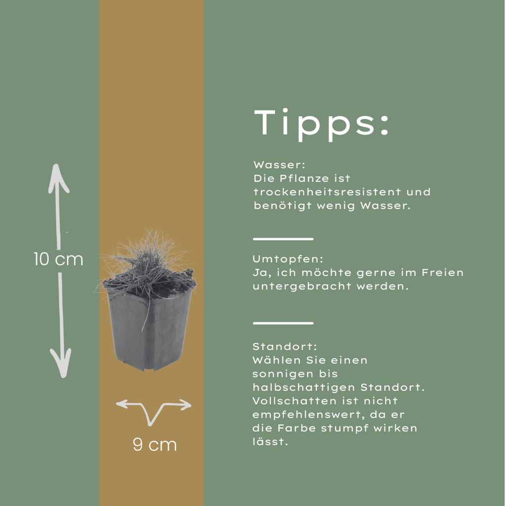 Festuca gautieri (fétuque bleue) – 6 plants, Ø9 cm, 10–25 cm de haut – photo 5