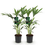 2× Howea forsteriana (palmier kentia) – Ø17 cm, 70–75 cm de haut