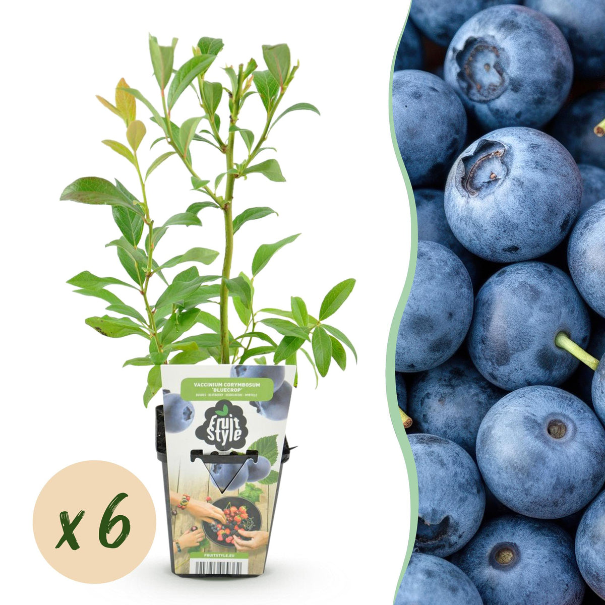 Vaccinium corymbossum 'Bluegold' (blauwe bes) – 6 planten, Ø9 cm, 35 cm hoog