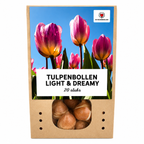 Tulipe 'Light and Dreamy' – 20 bulbes (calibre 11/12)