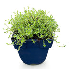Thymus praecox 'Albiflorus' (weißer Sand-Thymian) – Ø11 cm, 15–25 cm hoch
