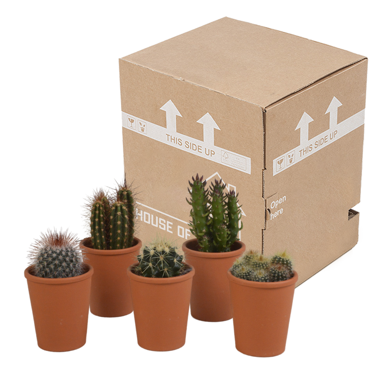 Kaktusmix (Cactaceae) i terrakottakrukke – Ø6 cm, 13 cm høj