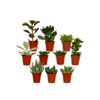 10× Vetplanten – Ø6 cm, 7 cm hoog