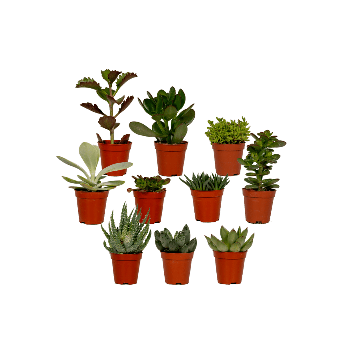 10× Vetplanten – Ø6 cm, 7 cm hoog