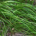 Carex morrowii (sedge) – 6 plants, Ø9 cm, 10–25 cm high