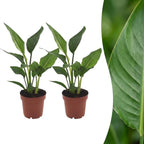 2× Strelitzia reginae (paradisfugleblomst) – Ø12 cm, 35 cm høj