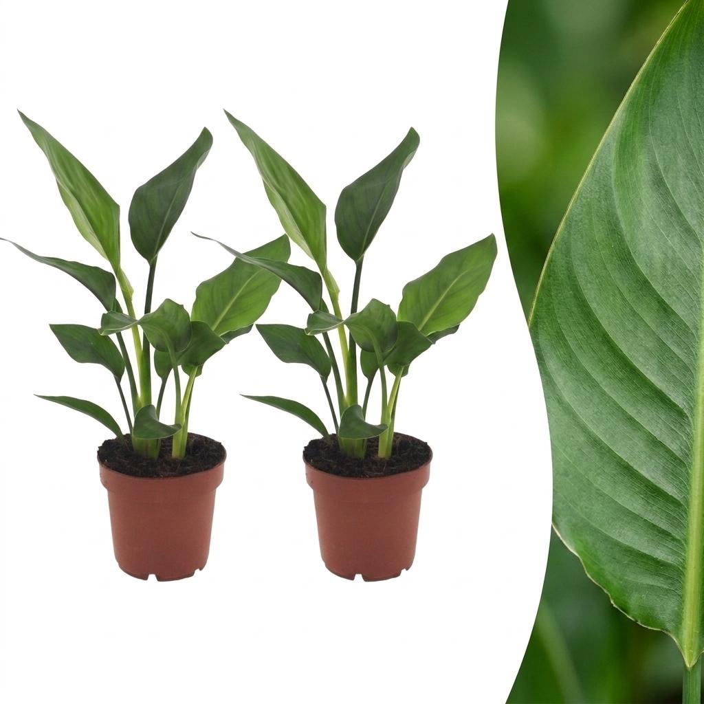 2× Strelitzia reginae (paradisfugleblomst) – Ø12 cm, 35 cm høj