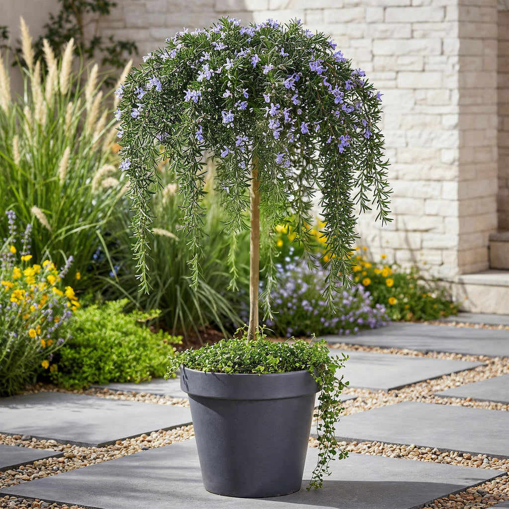 Romarin (Salvia rosmarinus) sur tige – Ø19 cm, 70–90 cm de haut – photo 5