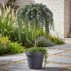Romarin (Salvia rosmarinus) sur tige – Ø19 cm, 70–90 cm de haut