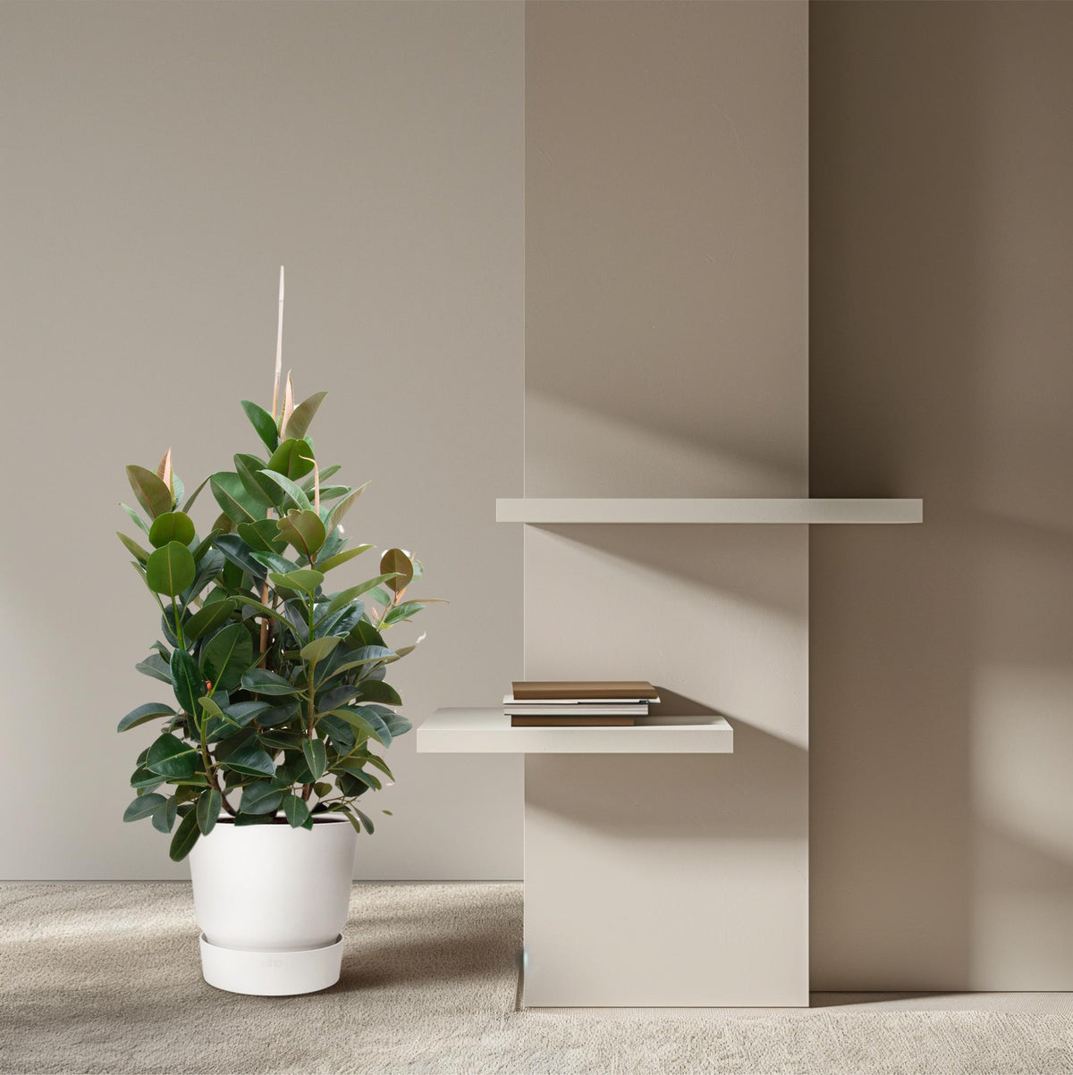 Ficus Robusta verzweigt – Ø 38 cm, 150 cm hoch