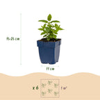 Nepeta nerv. 'Neptune' (menthe-des-chats) – violet – 24 plantes, Ø11 cm, 15–25 cm de haut