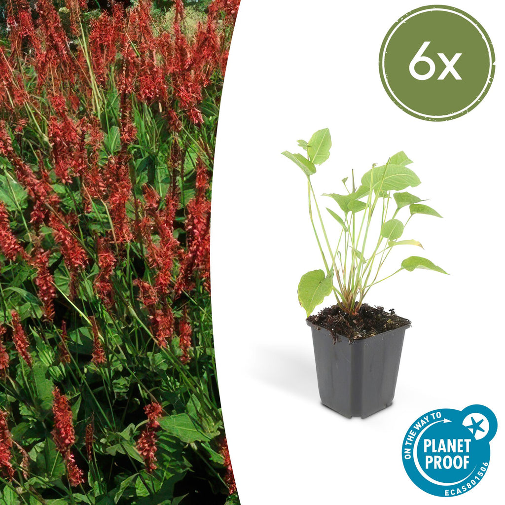 Persicaria amplexicaulis (knotweed) – 6 plants, Ø9 cm, 10–25 cm high – photo 2