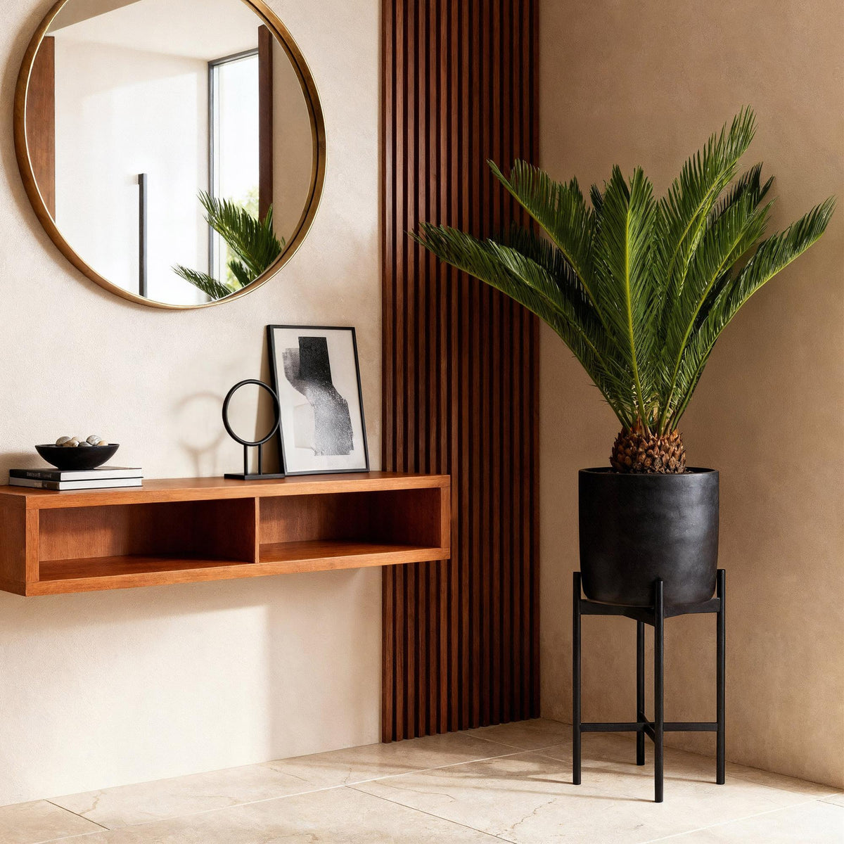 Cycas revoluta (sago palm) – Ø17 cm, 55–65 cm high – photo 3