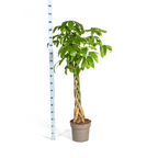 Pachira aquatica (geldboom) – Ø30 cm, 160–180 cm hoog