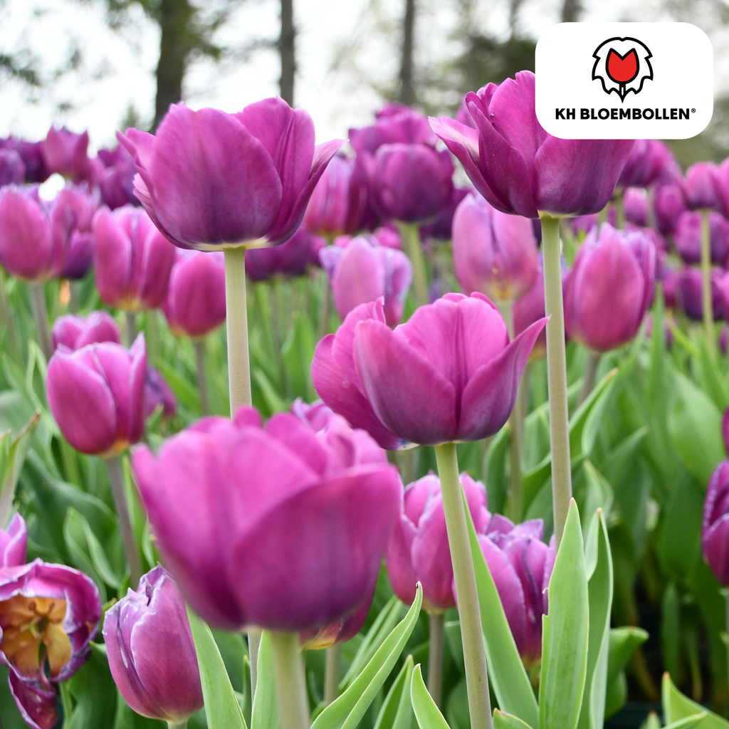 Tulp 'Purple Prince' – 20 bloembollen (bolmaat 11/12)